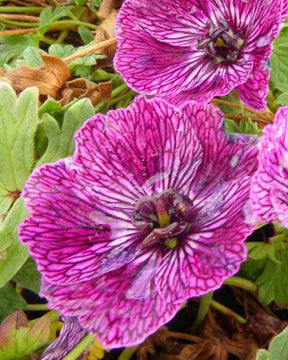 Géranium vivace Jolly Jewel Lilac - Géraniums vivaces - Geranium ( Cinereum Group ) Noortlil JOLLY JEWEL 