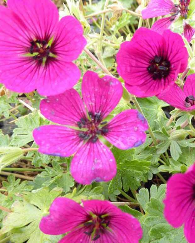 Géranium vivace Jolly Jewel Red - Géraniums vivaces - Geranium ( Cinereum Group ) Noortimpred JOLLY JEWE