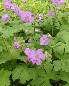 3 Géraniums vivace Karmina - Géraniums vivaces - GERANIUM CANTABRIGIENSE KARMINA