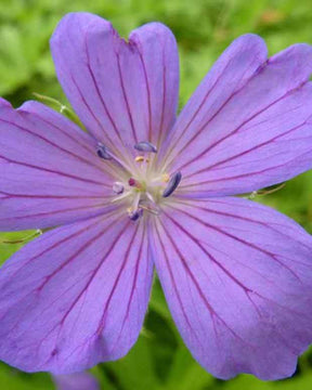 Géranium vivace clarkei Kashmir Blue - Géraniums vivaces - GERANIUM CLARKEI KASHMIR BLUE