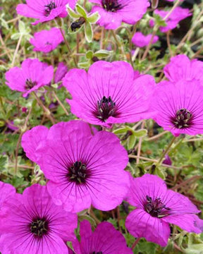 Géranium subcaulescent Geranium subcaulescens - Géraniums vivaces - Geranium cinereum var. subcaulescens