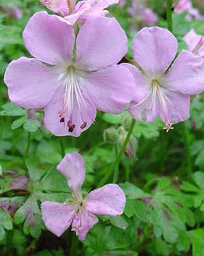 Géranium vivace de Dalmatie - Géraniums vivaces - GERANIUM DALMATICUM