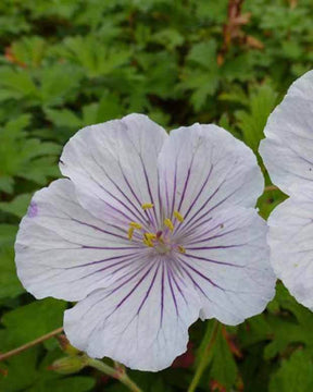 Géranium vivace de l Himalaya Derrick Cook - Géraniums vivaces - Geranium himalayense Derrick Cook