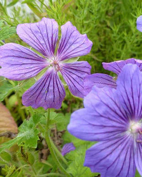 Géranium Blue Blood - Géraniums vivaces - Geranium Blue Blood