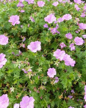 Géranium vivace Blushing Turtle - Géraniums vivaces - Geranium Blushing Turtle