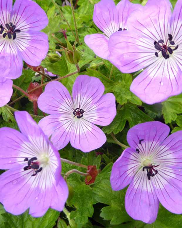 Géranium vivace Bloom Time - Géraniums vivaces - Geranium Bloomtime