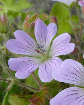 Géranium vivace Chantilly - Géraniums vivaces - Geranium Chantilly