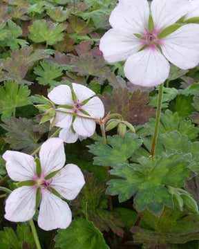 Géranium Coombland White - Géraniums vivaces - Geranium Coombland White