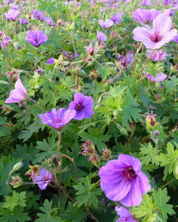 Géranium vivace Dilys - Géraniums vivaces - Geranium Dilys