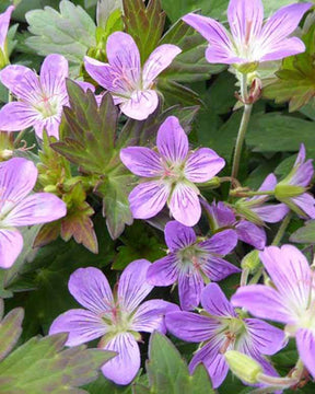 Géranium Fay Anna - Géraniums vivaces - Geranium Fay Anna