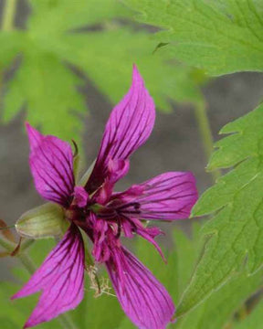 Géranium vivace Hola Guapa - Géraniums vivaces - Geranium Hola Guapa