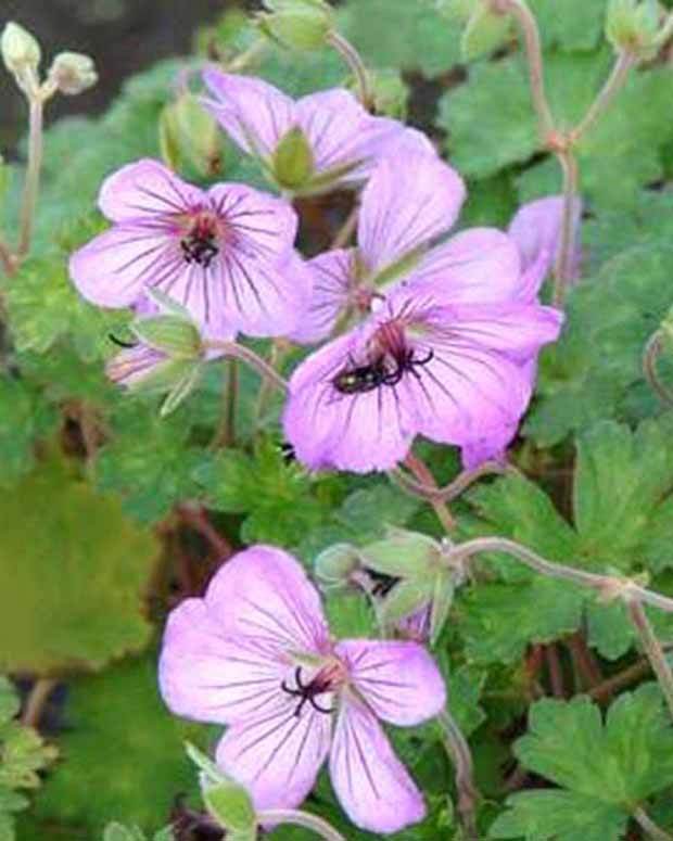 Géranium vivace Joy - Géraniums vivaces - Geranium Joy