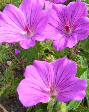 Géranium vivace de Jahn - Géraniums vivaces - Geranium jahnii