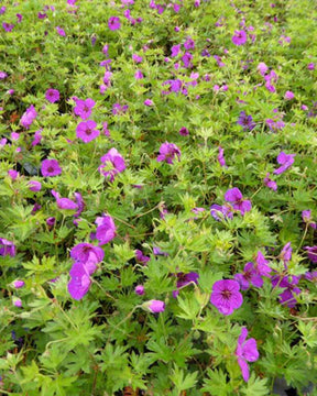 Géranium vivace Little David - Géraniums vivaces - Geranium Little David