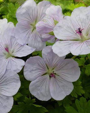 Géranium vivace Lilac Ice - Géraniums vivaces - Geranium Lilac Ice