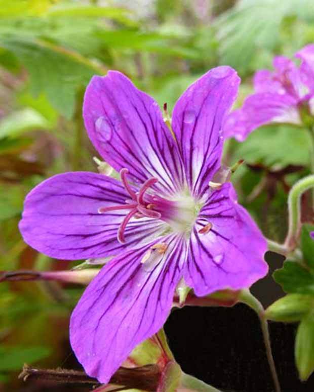 Géranium vivace Lakwijk Star - Géraniums vivaces - Geranium Lakwijk Star