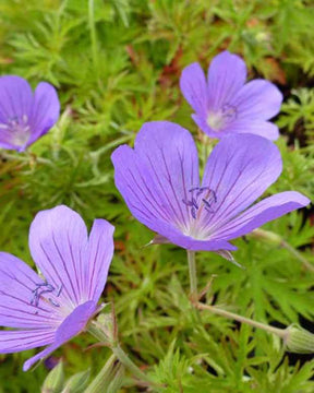 Géranium Nimbus - Géraniums vivaces - Geranium Nimbus