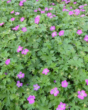 Géranium Orkney Pink - Géraniums vivaces - Geranium Orkney Pink