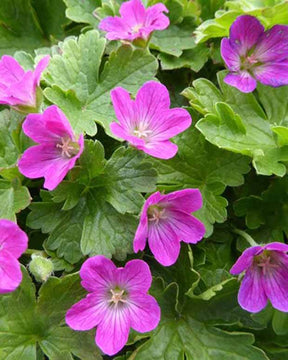 Géranium vivace Pink Carpet - Géraniums vivaces - Geranium Pink Carpet