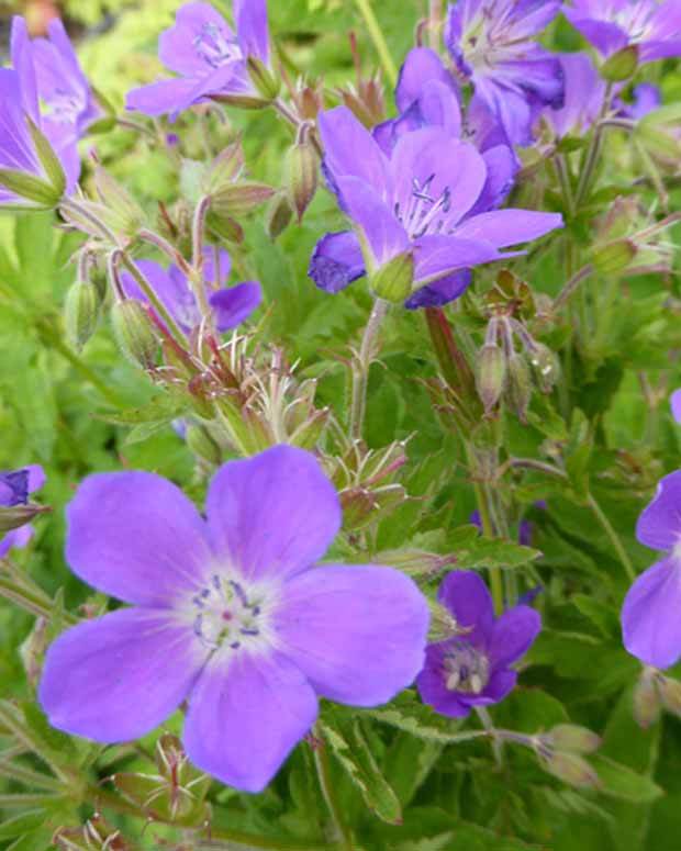 Géranium vivace Primadonna - Géraniums vivaces - Geranium Prima Donna