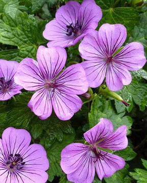 Géranium Pink Penny - Géraniums vivaces - Geranium Pink Penny