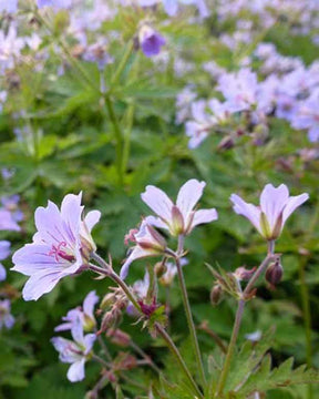 Géranium vivace Prélude - Géraniums vivaces - Geranium Prelude