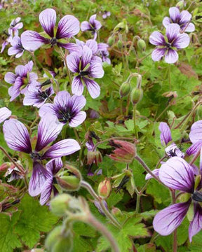 Géranium Salomé - Géraniums vivaces - Geranium Salomé