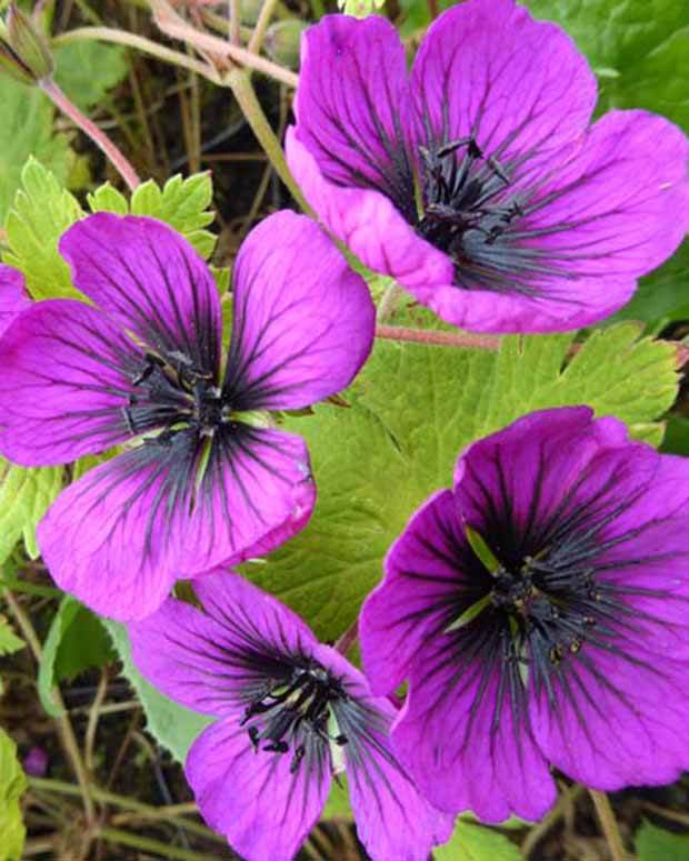 Géranium vivace Sandrine - Géraniums vivaces - Geranium procurrens Sandrine