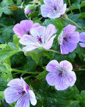 Géranium Sweet Heidy - Géraniums vivaces - Geranium Sweet Heidy