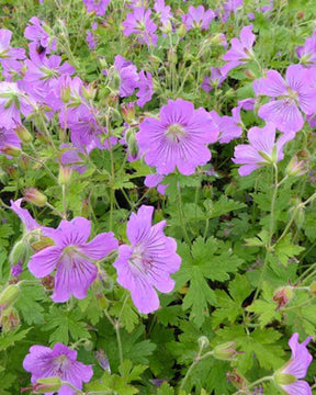 Géranium Sirak - Géraniums vivaces - Geranium Sirak