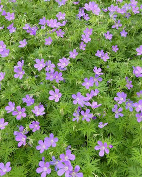 Géranium Spinners - Géraniums vivaces - Geranium Spinners