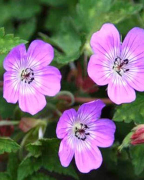 Géranium Sylvias Surprise - Géraniums vivaces - Geranium Sylvias Surprise