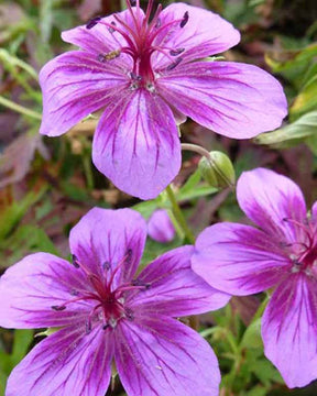 Géranium Starman - Géraniums vivaces - Geranium Starman