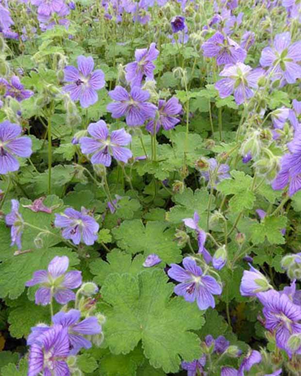 Géranium vivace Terre Franche - Géraniums vivaces - Geranium Terre Franche