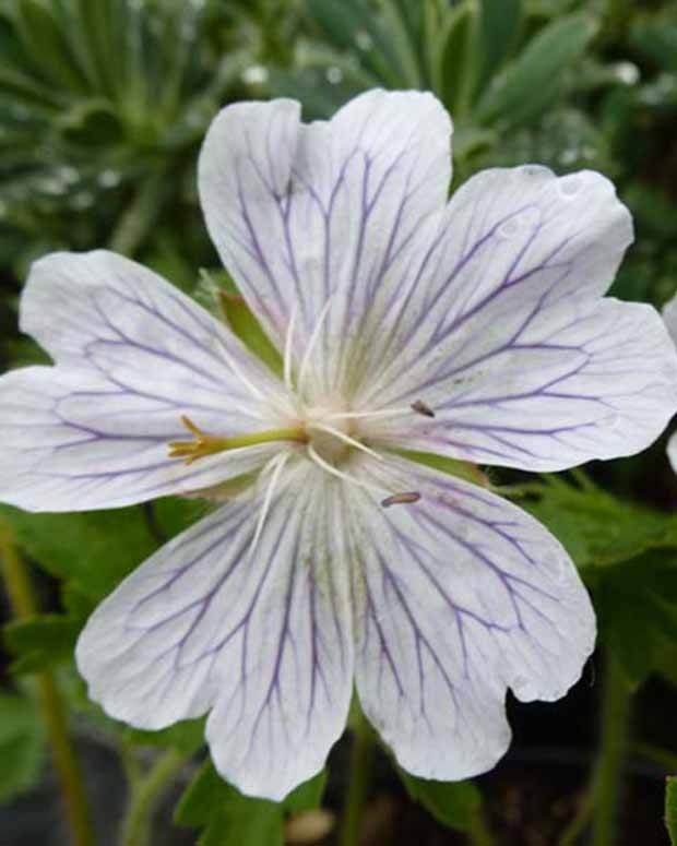 Géranium vivace White Zigana - Géraniums vivaces - Geranium ibericum White Zigana