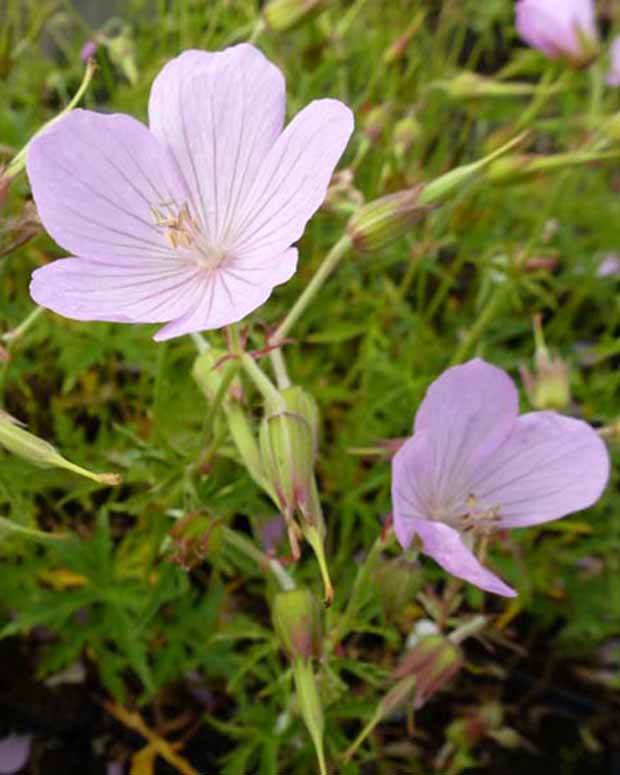 Géranium vivace clarkei Kashmir Pink - Géraniums vivaces - GERANIUM CLARKEI KASHMIR PINK