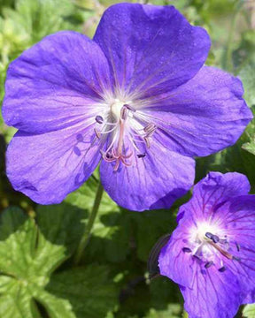 Géranium vivace Gold Leaf - Géraniums vivaces - Geranium psilostemon Gold Leaf