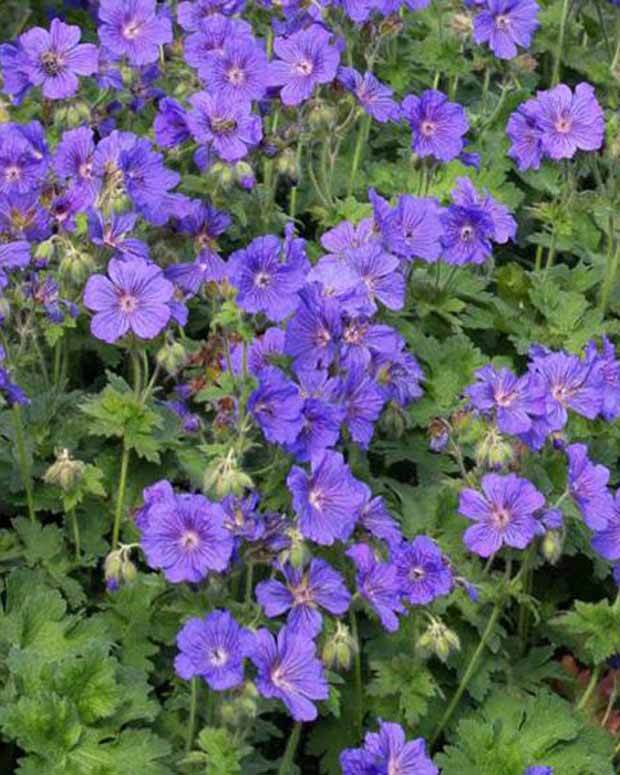 Géranium vivace à fleur d anémone - Géraniums vivaces - Geranium x magnificum Anemoneflorum