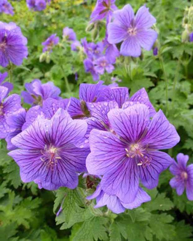 Géranium vivace magnifique - Géraniums vivaces - GERANIUM MAGNIFICUM