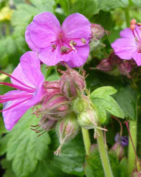 Géranium vivace Bevans Variety - Géraniums vivaces - Geranium macrorrhizum Bevans Variety