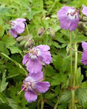 3 Géraniums vivace Claudine Dupont - Géraniums vivaces - Geranium x monacense Claudine Dupont