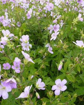 Géranium vivace maculé Chatto - Géraniums vivaces - Geranium maculatum Chatto