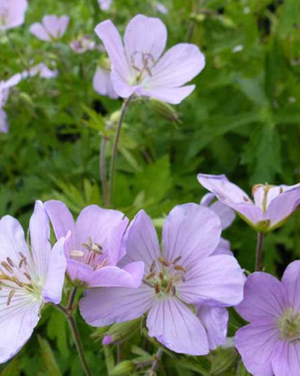 Géranium vivace maculé - Géraniums vivaces - Geranium maculatum