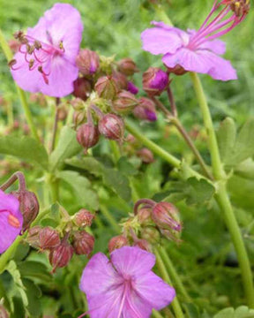 Géranium des Balkans Olympic Fire - Géraniums vivaces - Geranium macrorrhizum Olympic Fire JS OLYMPIC FIRE