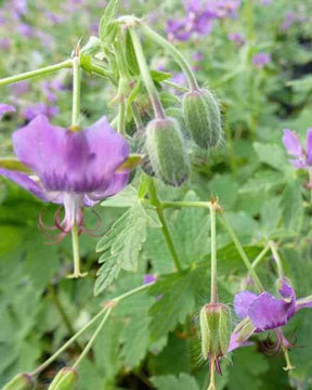 Géranium vivace Monacense - Géraniums vivaces - Geranium x monacense