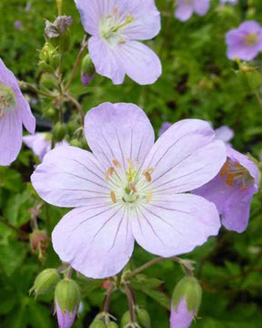 Géranium maculé Vickie Lynn - Géraniums vivaces - Geranium maculatum Vickie Lynn