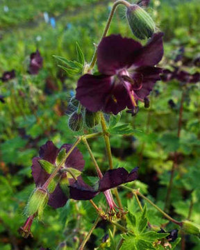 Géranium vivace Mourning Widow - Géraniums vivaces - Geranium phaeum Mourning Widow