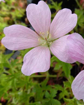 Géranium vivace Frank Lawley - Géraniums vivaces - Geranium x oxonianum Frank Lawley