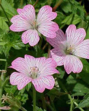 Géranium vivace Hollywood - Géraniums vivaces - Geranium x oxonianum Hollywood