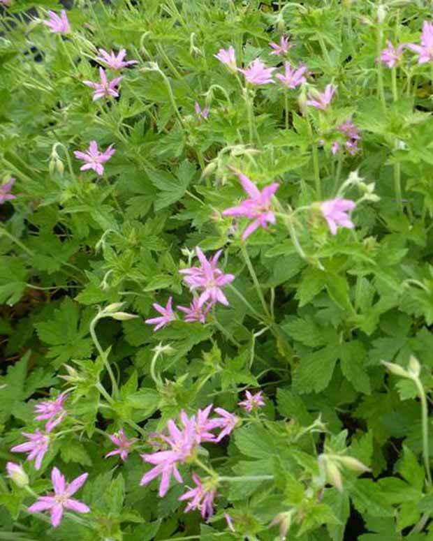 Géranium vivace MacClintock - Géraniums vivaces - Geranium x oxonianum McClintock